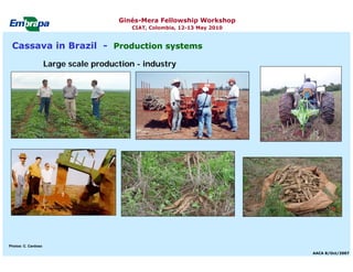 Current status and utilization of cassava wild Ginés-Mera Fellowship Workshop CIAT, Colombia, 12-13 May 2010 germplasm at Embrapa Cassava & Tropical Fruits