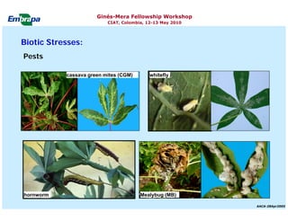 Current status and utilization of cassava wild Ginés-Mera Fellowship Workshop CIAT, Colombia, 12-13 May 2010 germplasm at Embrapa Cassava & Tropical Fruits