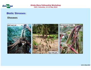 Current status and utilization of cassava wild Ginés-Mera Fellowship Workshop CIAT, Colombia, 12-13 May 2010 germplasm at Embrapa Cassava & Tropical Fruits