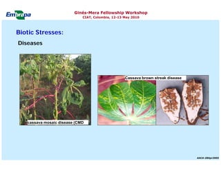 Current status and utilization of cassava wild Ginés-Mera Fellowship Workshop CIAT, Colombia, 12-13 May 2010 germplasm at Embrapa Cassava & Tropical Fruits