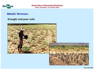 Current status and utilization of cassava wild Ginés-Mera Fellowship Workshop CIAT, Colombia, 12-13 May 2010 germplasm at Embrapa Cassava & Tropical Fruits