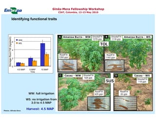 Current status and utilization of cassava wild Ginés-Mera Fellowship Workshop CIAT, Colombia, 12-13 May 2010 germplasm at Embrapa Cassava & Tropical Fruits