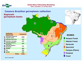 Current status and utilization of cassava wild Ginés-Mera Fellowship Workshop CIAT, Colombia, 12-13 May 2010 germplasm at Embrapa Cassava & Tropical Fruits