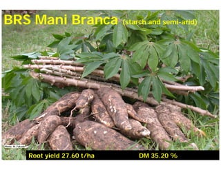 Current status and utilization of cassava wild Ginés-Mera Fellowship Workshop CIAT, Colombia, 12-13 May 2010 germplasm at Embrapa Cassava & Tropical Fruits