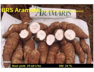 Current status and utilization of cassava wild Ginés-Mera Fellowship Workshop CIAT, Colombia, 12-13 May 2010 germplasm at Embrapa Cassava & Tropical Fruits