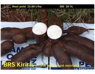 Current status and utilization of cassava wild Ginés-Mera Fellowship Workshop CIAT, Colombia, 12-13 May 2010 germplasm at Embrapa Cassava & Tropical Fruits