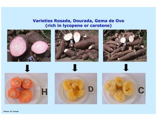 Current status and utilization of cassava wild Ginés-Mera Fellowship Workshop CIAT, Colombia, 12-13 May 2010 germplasm at Embrapa Cassava & Tropical Fruits