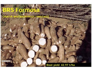 Current status and utilization of cassava wild Ginés-Mera Fellowship Workshop CIAT, Colombia, 12-13 May 2010 germplasm at Embrapa Cassava & Tropical Fruits