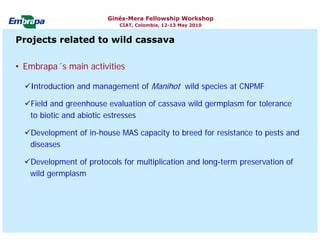 Current status and utilization of cassava wild Ginés-Mera Fellowship Workshop CIAT, Colombia, 12-13 May 2010 germplasm at Embrapa Cassava & Tropical Fruits