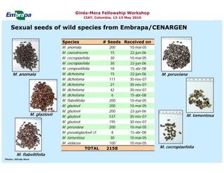 Current status and utilization of cassava wild Ginés-Mera Fellowship Workshop CIAT, Colombia, 12-13 May 2010 germplasm at Embrapa Cassava & Tropical Fruits
