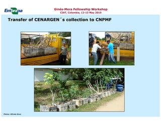 Current status and utilization of cassava wild Ginés-Mera Fellowship Workshop CIAT, Colombia, 12-13 May 2010 germplasm at Embrapa Cassava & Tropical Fruits