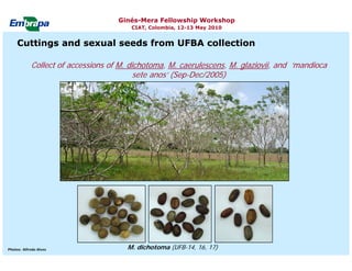 Current status and utilization of cassava wild Ginés-Mera Fellowship Workshop CIAT, Colombia, 12-13 May 2010 germplasm at Embrapa Cassava & Tropical Fruits