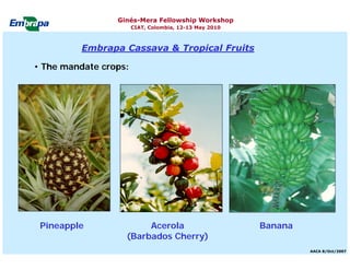 Current status and utilization of cassava wild Ginés-Mera Fellowship Workshop CIAT, Colombia, 12-13 May 2010 germplasm at Embrapa Cassava & Tropical Fruits