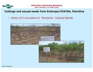 Current status and utilization of cassava wild Ginés-Mera Fellowship Workshop CIAT, Colombia, 12-13 May 2010 germplasm at Embrapa Cassava & Tropical Fruits