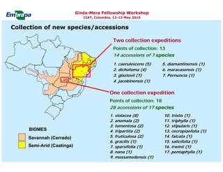 Current status and utilization of cassava wild Ginés-Mera Fellowship Workshop CIAT, Colombia, 12-13 May 2010 germplasm at Embrapa Cassava & Tropical Fruits