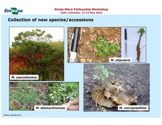 Current status and utilization of cassava wild Ginés-Mera Fellowship Workshop CIAT, Colombia, 12-13 May 2010 germplasm at Embrapa Cassava & Tropical Fruits
