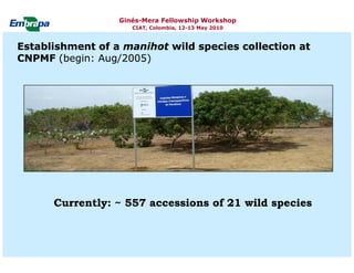 Current status and utilization of cassava wild Ginés-Mera Fellowship Workshop CIAT, Colombia, 12-13 May 2010 germplasm at Embrapa Cassava & Tropical Fruits