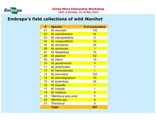 Current status and utilization of cassava wild Ginés-Mera Fellowship Workshop CIAT, Colombia, 12-13 May 2010 germplasm at Embrapa Cassava & Tropical Fruits