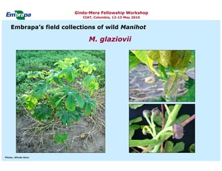 Current status and utilization of cassava wild Ginés-Mera Fellowship Workshop CIAT, Colombia, 12-13 May 2010 germplasm at Embrapa Cassava & Tropical Fruits