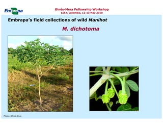 Current status and utilization of cassava wild Ginés-Mera Fellowship Workshop CIAT, Colombia, 12-13 May 2010 germplasm at Embrapa Cassava & Tropical Fruits