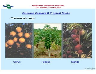 Current status and utilization of cassava wild Ginés-Mera Fellowship Workshop CIAT, Colombia, 12-13 May 2010 germplasm at Embrapa Cassava & Tropical Fruits