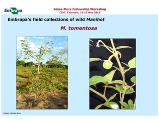 Current status and utilization of cassava wild Ginés-Mera Fellowship Workshop CIAT, Colombia, 12-13 May 2010 germplasm at Embrapa Cassava & Tropical Fruits