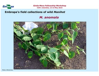 Current status and utilization of cassava wild Ginés-Mera Fellowship Workshop CIAT, Colombia, 12-13 May 2010 germplasm at Embrapa Cassava & Tropical Fruits
