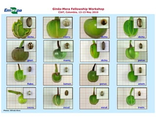 Current status and utilization of cassava wild Ginés-Mera Fellowship Workshop CIAT, Colombia, 12-13 May 2010 germplasm at Embrapa Cassava & Tropical Fruits