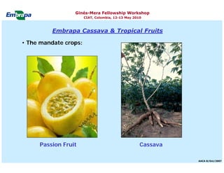 Current status and utilization of cassava wild Ginés-Mera Fellowship Workshop CIAT, Colombia, 12-13 May 2010 germplasm at Embrapa Cassava & Tropical Fruits