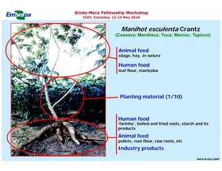 Current status and utilization of cassava wild Ginés-Mera Fellowship Workshop CIAT, Colombia, 12-13 May 2010 germplasm at Embrapa Cassava & Tropical Fruits