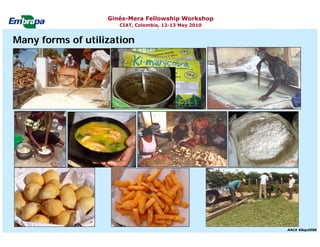 Current status and utilization of cassava wild Ginés-Mera Fellowship Workshop CIAT, Colombia, 12-13 May 2010 germplasm at Embrapa Cassava & Tropical Fruits