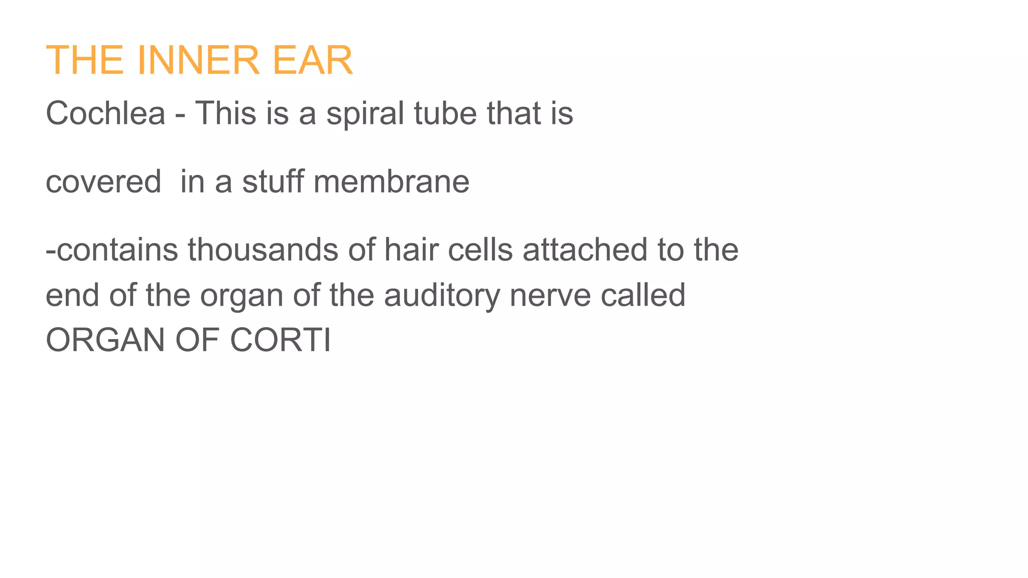 THE INNER EAR
Cochlea - This is a spiral tube that is
covered in a stuff membrane
-contains thousands of hair cells attached to the
end of the organ of the auditory nerve called
ORGAN OF CORTI
 