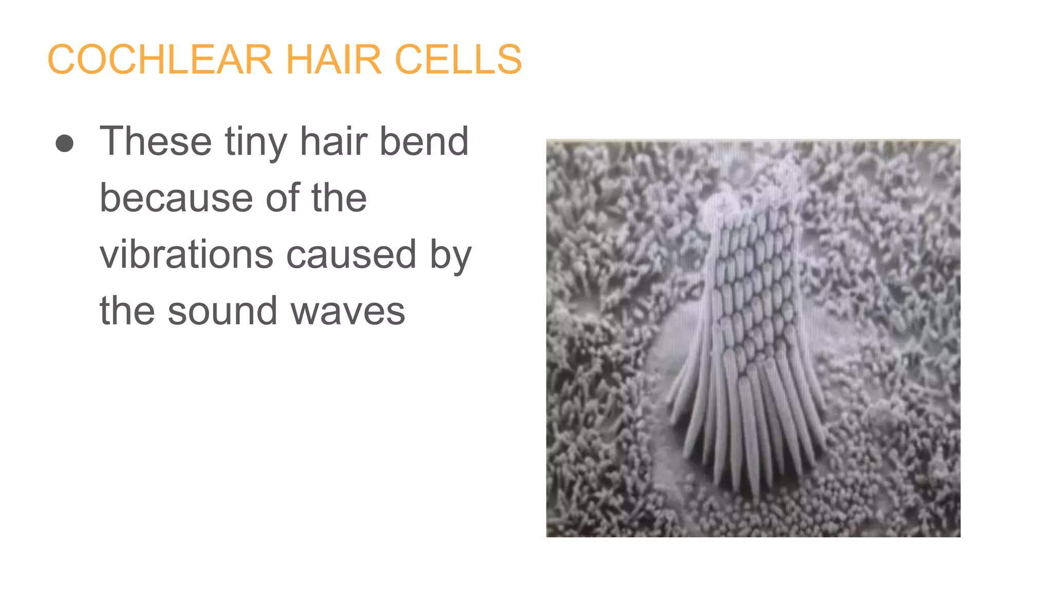 COCHLEAR HAIR CELLS
● These tiny hair bend
because of the
vibrations caused by
the sound waves
 