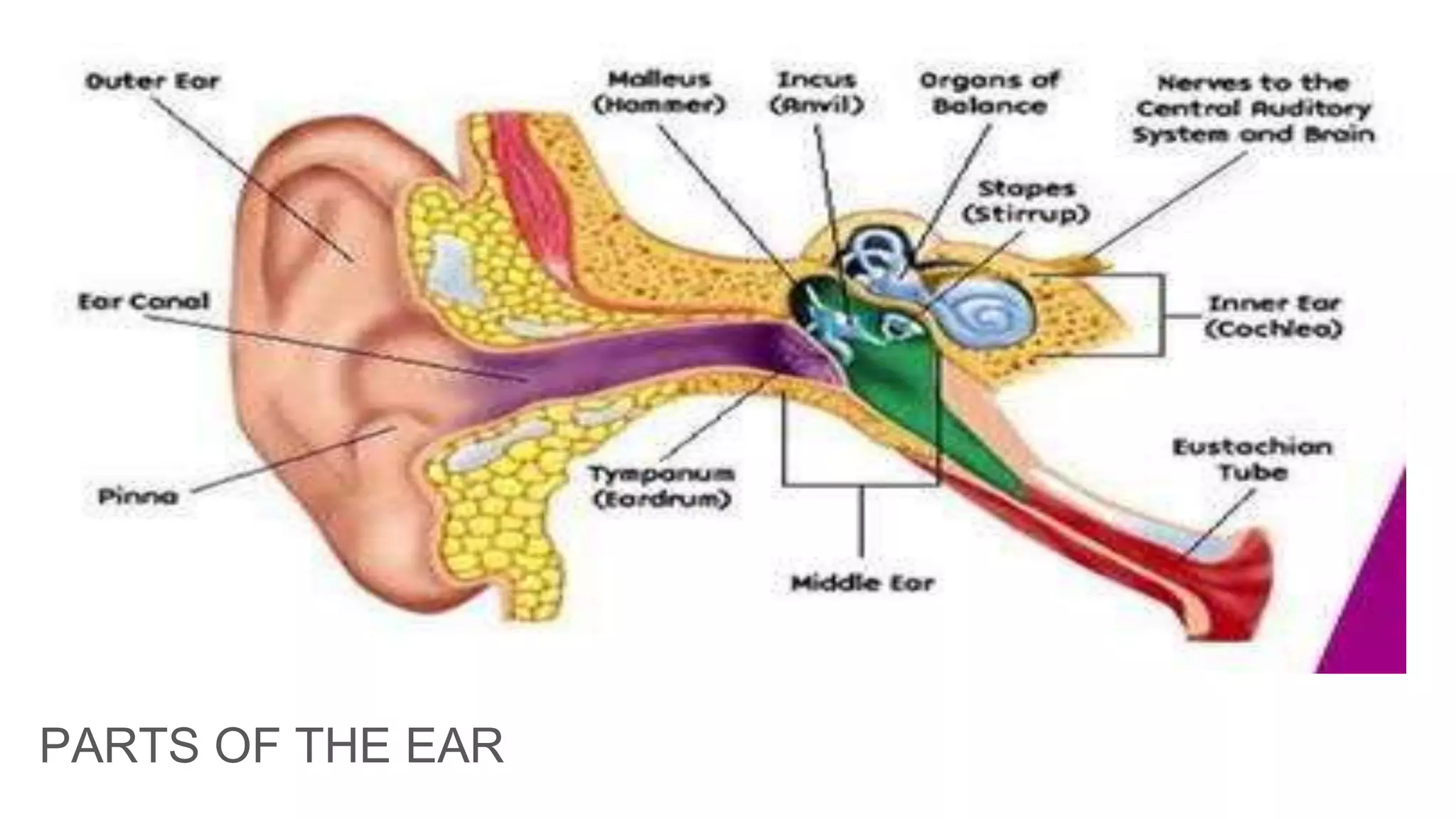PARTS OF THE EAR
 