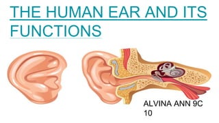 THE HUMAN EAR AND ITS
FUNCTIONS
ALVINA ANN 9C
10
 