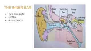THE INNER EAR
● Two main parts:
● cochlea
● auditory nerve
 