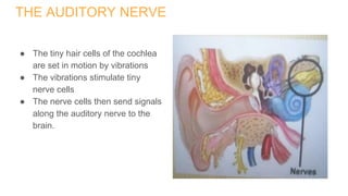 THE AUDITORY NERVE
● The tiny hair cells of the cochlea
are set in motion by vibrations
● The vibrations stimulate tiny
nerve cells
● The nerve cells then send signals
along the auditory nerve to the
brain.
 