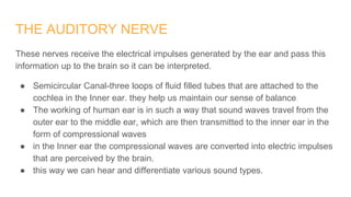 THE AUDITORY NERVE
These nerves receive the electrical impulses generated by the ear and pass this
information up to the brain so it can be interpreted.
● Semicircular Canal-three loops of fluid filled tubes that are attached to the
cochlea in the Inner ear. they help us maintain our sense of balance
● The working of human ear is in such a way that sound waves travel from the
outer ear to the middle ear, which are then transmitted to the inner ear in the
form of compressional waves
● in the Inner ear the compressional waves are converted into electric impulses
that are perceived by the brain.
● this way we can hear and differentiate various sound types.
 