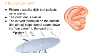 THE OUTER EAR
● Picture a satelite dish that collects
radio waves
● The outer ear is similar
● The curved formation on the outside
(the pinna) helps funnel sound down
the *ear canal* to the eardrum.
 