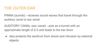THE OUTER EAR
PINNA (auricle) - recieves sound waves that travel through the
auditory canal or ear canal
AUDITORY CANAL (ear canal) - acts as a funnel with an
approximate length of 2.5 and leads to the ear drum
● also protects the eardrum from shock and intrusion by external
objects
 