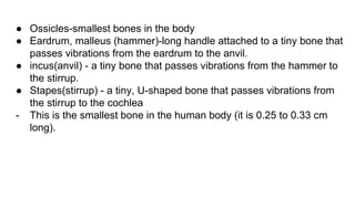 ● Ossicles-smallest bones in the body
● Eardrum, malleus (hammer)-long handle attached to a tiny bone that
passes vibrations from the eardrum to the anvil.
● incus(anvil) - a tiny bone that passes vibrations from the hammer to
the stirrup.
● Stapes(stirrup) - a tiny, U-shaped bone that passes vibrations from
the stirrup to the cochlea
- This is the smallest bone in the human body (it is 0.25 to 0.33 cm
long).
 
