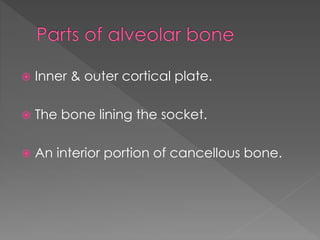  Inner & outer cortical plate.
 The bone lining the socket.
 An interior portion of cancellous bone.
 