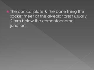  The cortical plate & the bone lining the
socket meet at the alveolar crest usually
2 mm below the cementoenamel
junction.
 