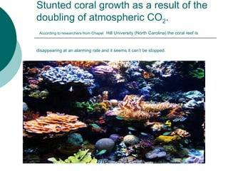 Stunted coral growth as a result of the doubling of atmospheric CO 2 .   According to researchers from Chapel   Hill University (North Carolina) the coral reef is  disappearing at an alarming rate and it seems it can’t be stopped.   