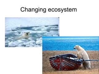 Changing ecosystem  Global warming is causing a change in habitat requiring species to adapt and change! 