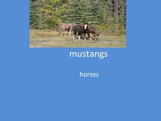 mustangs horses 