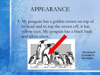 APPEARANCE My penguin has a golden crown on top of its head and to top the crown off, it has yellow eyes. My penguin has a black back and white chest. My penguin is similar to the Adelie. 