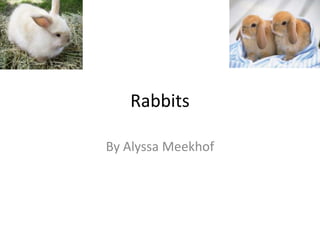 Rabbits By Alyssa Meekhof 