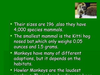 Their sizes are 196 ,also they have 4,000 species mammals. The smallest mammal is the Kitti hog nosed bat,which only weighs 0.05 ounces and 1.5 grams. Monkeys have many of different adaptions, but it depends on the habitats. Howler Monkeys are the loudest monkeys. Their deep howling can hear almost to 2 miles, and 3 kilometers.