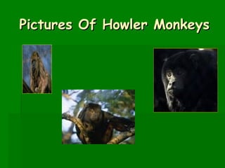 Pictures Of Howler Monkeys
